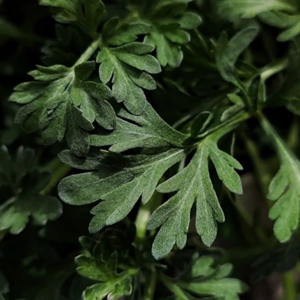 Wormwood
