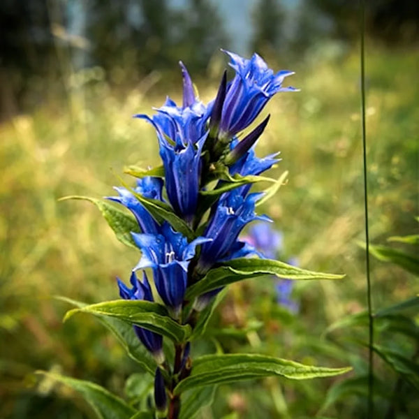 Gentian