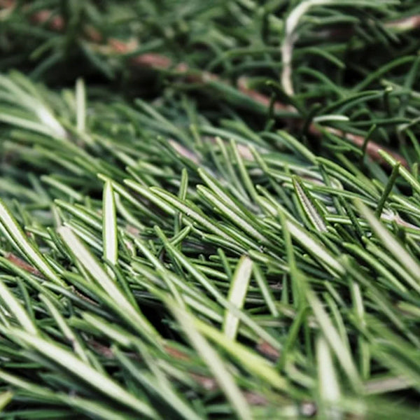 Rosemary