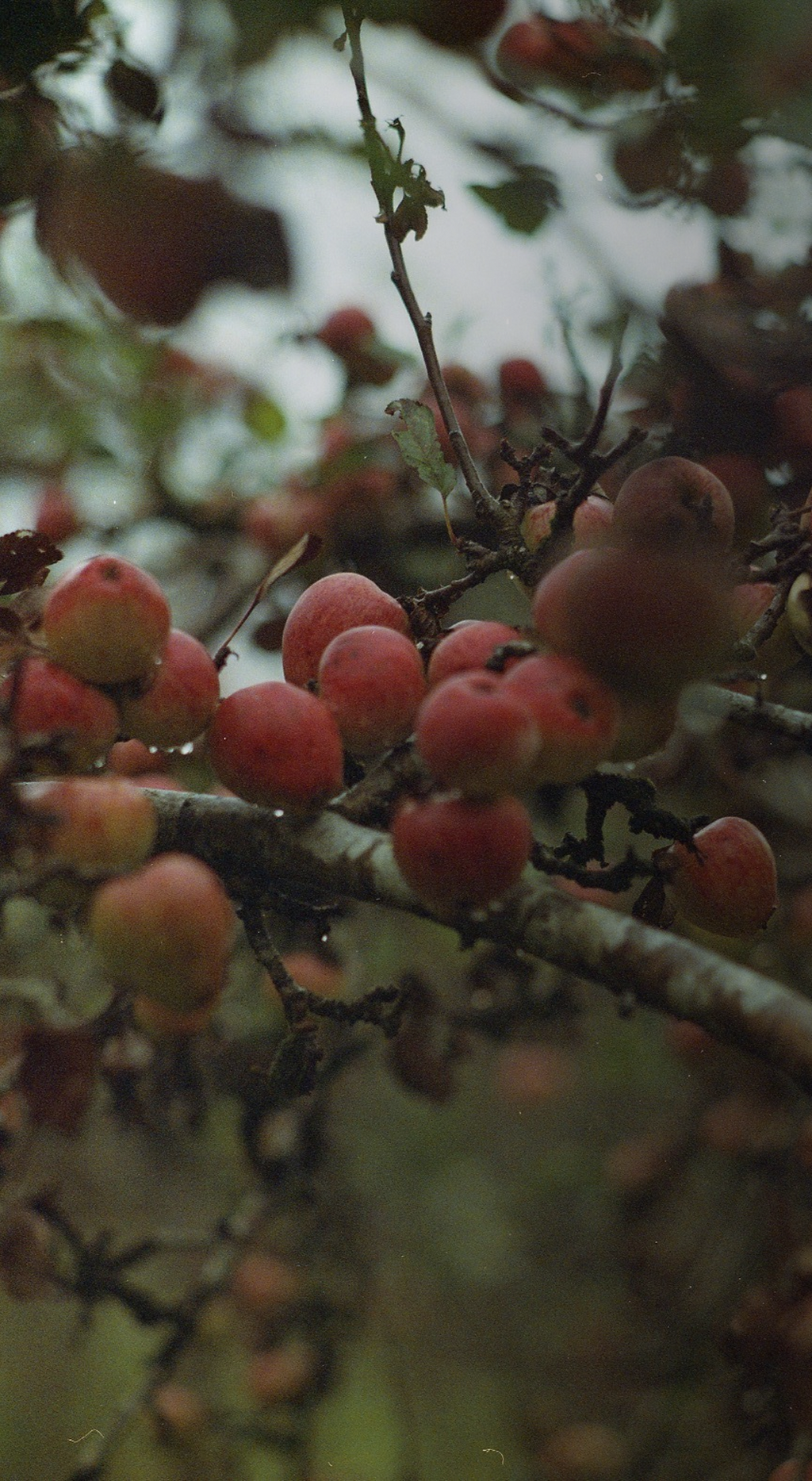 Committed to using British apples